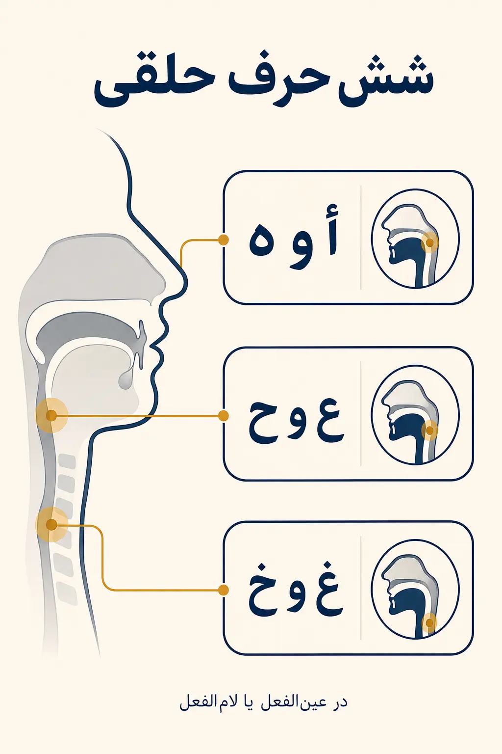 باب فَعَلَ یَفْعَلُ چیست و حروف حلقی چه نقشی دارند؟
